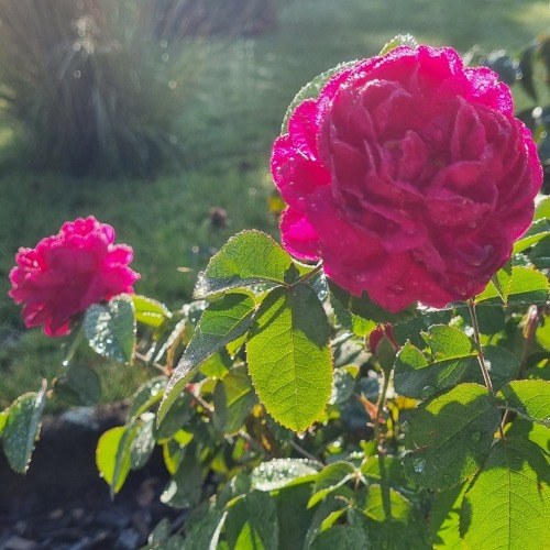 Gartentipps der Firma Neudorff 06/25